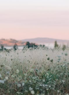 an open field with grass and flowers in the foreground