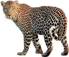 a large leopard walking across a white background