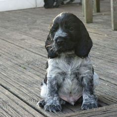 a black and white dog sitting on top of a wooden floor