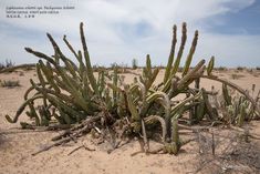 cactus plants growing in the desert on a sunny day