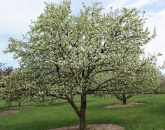 an apple tree in the middle of a grassy field