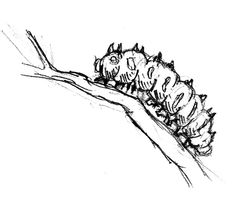 a black and white drawing of a caterpillar on a tree branch with leaves