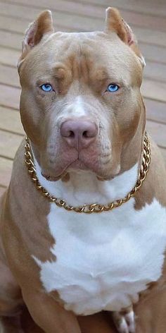 a brown and white pitbull with blue eyes sitting on a wooden deck looking at the camera