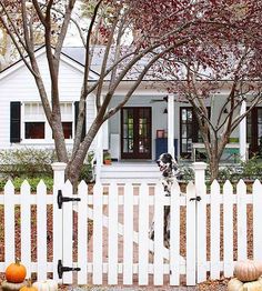 a white picket fence with pumpkins on the ground