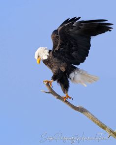 an eagle sitting on top of a tree branch with its wings spread out and it's talon extended