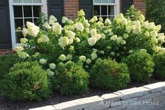 some white flowers and bushes in front of a brick building