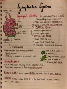 Anatomy And Physiology Notes Study, Nursing School Studying Cheat Sheets, Anatomy Notes, Lymph Node, Medical Notes