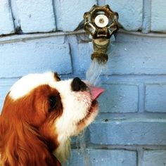 a brown and white dog drinking water from a faucet mounted on a wall