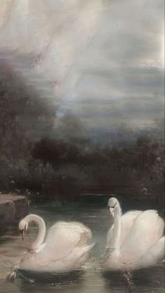 two white swans are swimming in the water