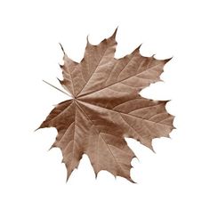 a maple leaf is shown in sepia on a white background with the tip of it's leaves visible