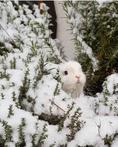 a small white animal standing in the snow next to some plants and bushes with snow on them