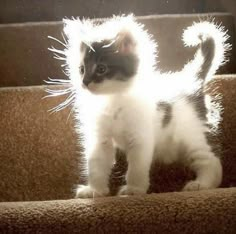 a small kitten standing on top of a set of stairs with its front paws in the air