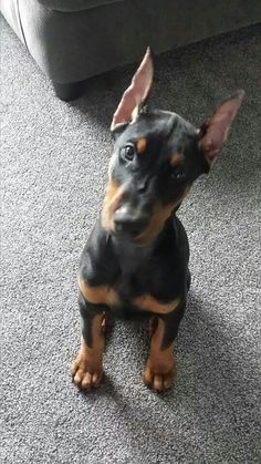 a small black and brown dog sitting on the floor