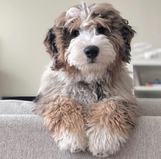 a shaggy dog sitting on top of a couch