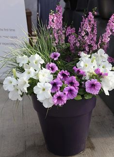 purple and white flowers in a pot on a table