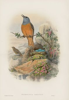 two birds sitting on top of a tree branch next to flowers and rocks in the background