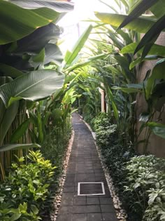 a walkway lined with lots of green plants