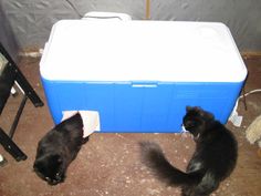 two black cats sitting on the floor next to a cooler