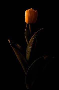 a single orange flower with water droplets on it's petals, in the dark