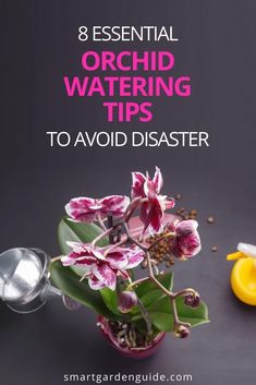 Watering Orchids Tips, How To Water Orchids Correctly, How To Water Orchids, How To Keep Orchids Alive, Watering Orchids, Pruning Orchids, Indoor Orchid Care