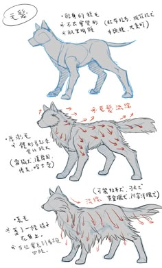 three different types of wolfs are shown in this drawing lesson, which shows how to draw