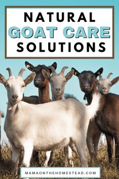 goats with text overlay that reads natural goat care solutions