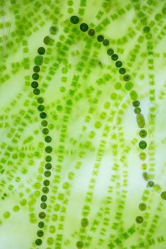 green beads are arranged in the middle of a pattern