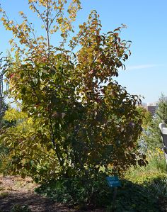 there is a small tree in the middle of some bushes and trees with leaves on them