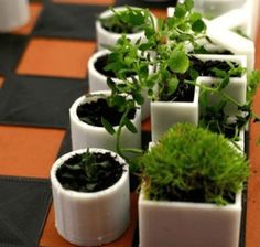 there are many small plants in white pots on the table