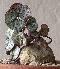 a small potted plant with green leaves