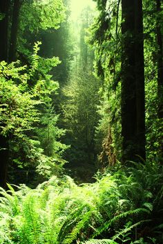 the sun shines through the trees and leaves in this forest filled with tall, green ferns