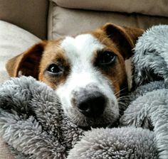 a brown and white dog laying on top of a gray stuffed animal