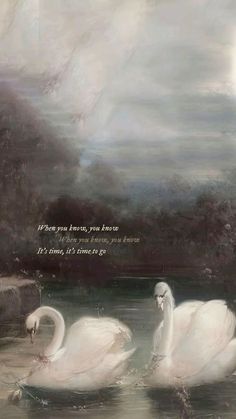 two white swans floating on top of a body of water