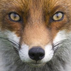 an orange and white fox looking at the camera