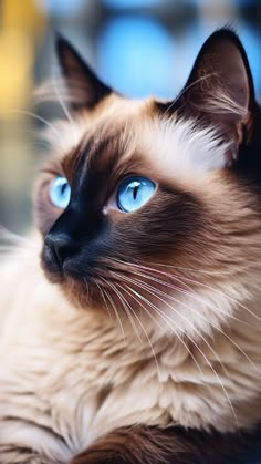 a siamese cat with blue eyes laying down