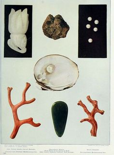 an image of various shells and corals on display