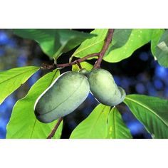 two unripe fruit hanging from a tree branch