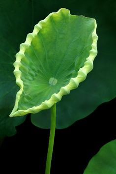 a close up of a green leaf on a plant