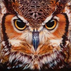 black and white photograph of an owl's face