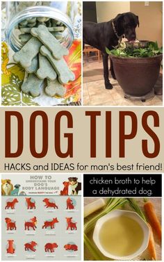 dog tips and ideas for man's best friend chicken broth to help a dehydrated dog