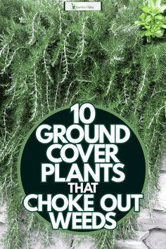 10 Ground Cover Plants That Choke Out Weeds Boulders Landscaping, Trees Landscaping, Garden Wallpaper, Landscaping With Large Rocks, Rock Garden Landscaping, Ground Cover Plants, Landscaping Plants, Ground Cover