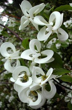 white flowers are blooming on a tree branch