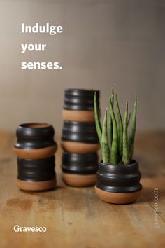 three small pots with plants in them on a wooden table next to a quote that reads, indulge your sensees