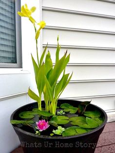 a potted plant with water lilies in it and the words diy container water garden