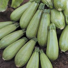 several bunches of green cucumbers growing on the ground