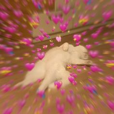 a white cat laying on top of a wooden floor covered in pink and yellow hearts