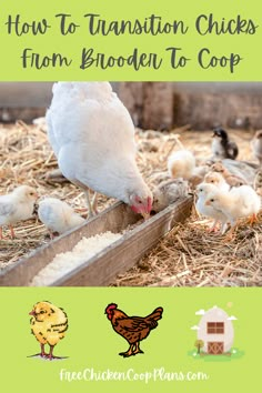 When you first buy those cute little chicks, you may not consider what happens in about 6 weeks...the transition to the coop! There is an easy way to transition them over the course of a week or so, with minimal stress. See the pin/article for details. Chicken Coop Feeder Ideas, Chicken Kisses, Raising Chicks Week By Week, Brooding Chicks, Chicks For Beginners, How To Break A Broody Hen, Raising Chicks In The Fall, How To Stop A Broody Hen, 6 Week Old Chicks