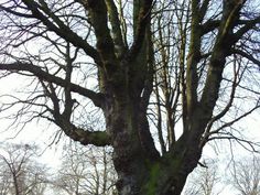 an old tree with no leaves in the winter