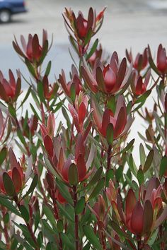 red flowers with green leaves in front of a parking lot