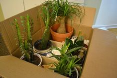 a cardboard box filled with potted plants